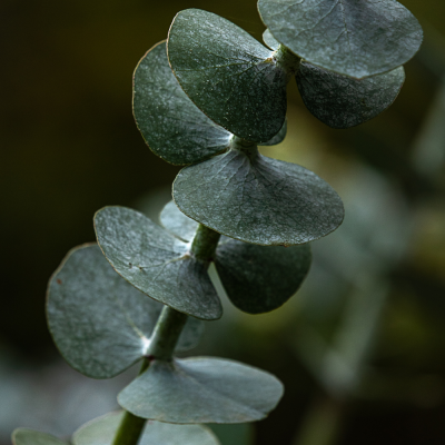 หัวเชื้อน้ำหอมกลิ่น Eucalyptus