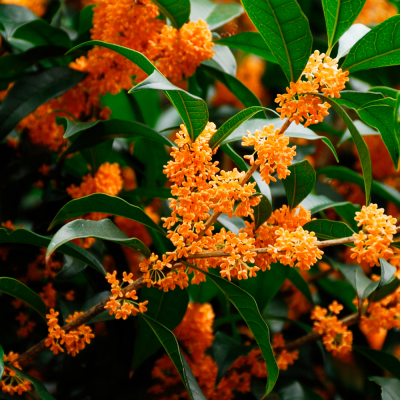 หัวเชื้อน้ำหอมกลิ่น Osmanthus