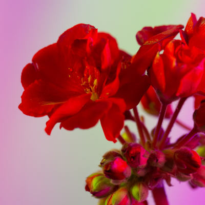 หัวเชื้อน้ำหอมกลิ่น Geranium