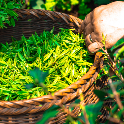 หัวเชื้อน้ำหอมกลิ่น Green tea