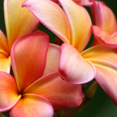 หัวเชื้อน้ำหอมกลิ่น ดอกลีลาวดี/Plumeria