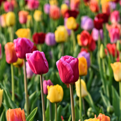 หัวเชื้อน้ำหอมกลิ่น Tulip