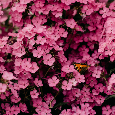 หัวเชื้อน้ำหอมกลิ่น Memory