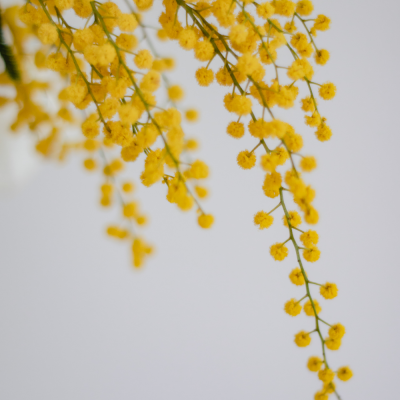 หัวเชื้อน้ำหอมกลิ่น Mimosa