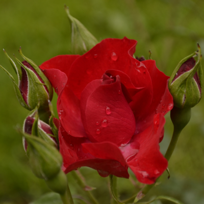 หัวเชื้อน้ำหอมกลิ่น Turkey red rose