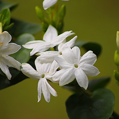 หัวเชื้อน้ำหอมกลิ่น Jasmine