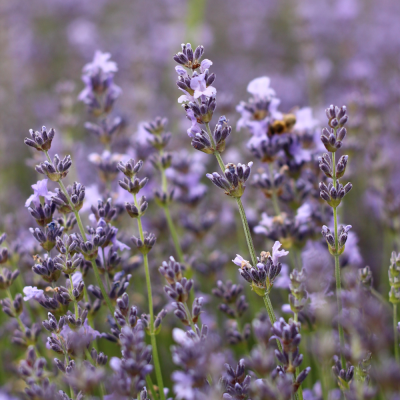 หัวเชื้อน้ำหอมกลิ่น Lavender