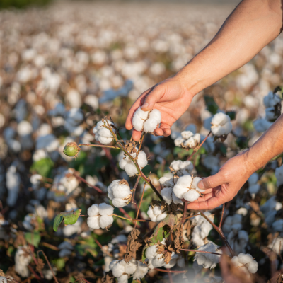 หัวเชื้อน้ำหอมกลิ่น Cotton milk