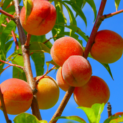 หัวเชื้อน้ำหอมกลิ่น Peach