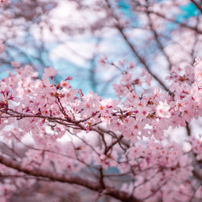 หัวเชื้อน้ำหอมกลิ่น Sakura