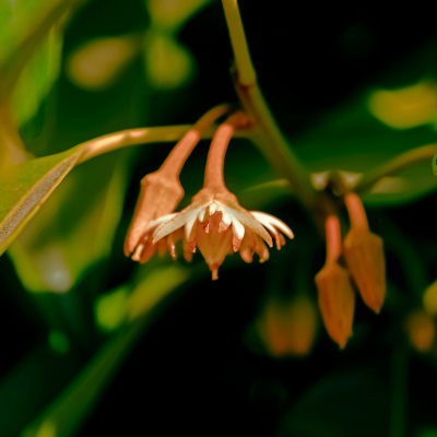 หัวเชื้อน้ำหอมกลิ่น Mimusops / กลิ่นพิกุล