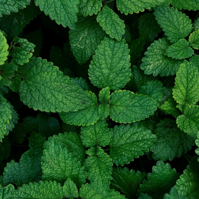 หัวเชื้อน้ำหอมกลิ่น Aroma