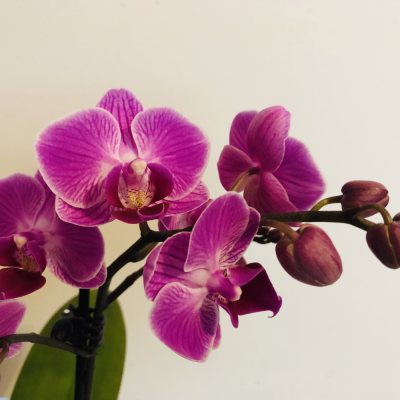 หัวเชื้อน้ำหอมกลิ่น Orchid/ กลิ่นกล้วยไม้