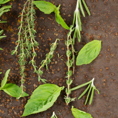 หัวเชื้อน้ำหอมกลิ่น Basil and Thyme