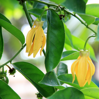 หัวเชื้อน้ำหอมกลิ่น Ylang-Ylang / กลิ่นกระดังงา