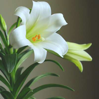 หัวเชื้อน้ำหอมกลิ่น Lily