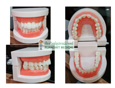 โมเดลฟัน Dental Teeth Model