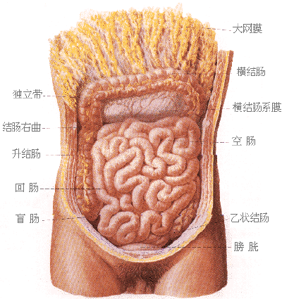 腹部脏器图