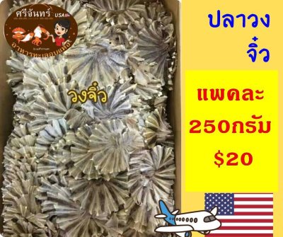 ปลาวงจิ๋ว