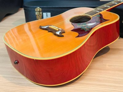 Gibson Dove