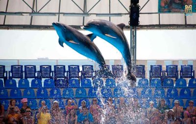 Dolphin Show Pattaya Entrance Ticket