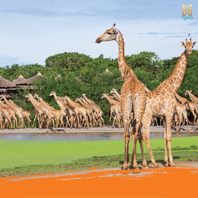 Safari World Bangkok Full Package With Transfer