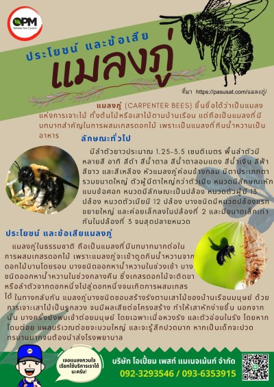 รวมโปสเตอร์ความรู้เกี่ยวกับแมลง