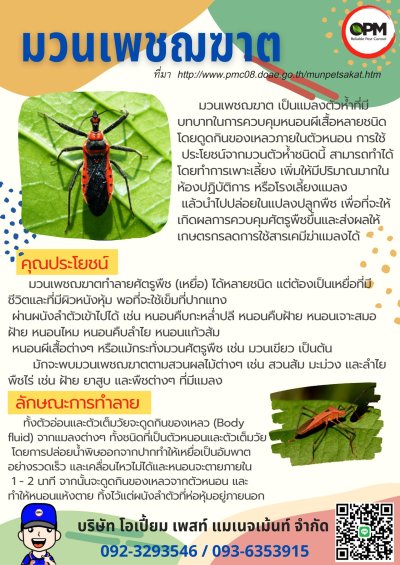 รวมโปสเตอร์ความรู้เกี่ยวกับแมลง
