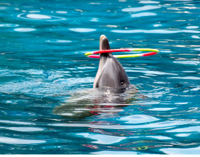 THE BEST DOLPHIN SHOW IN ASIA