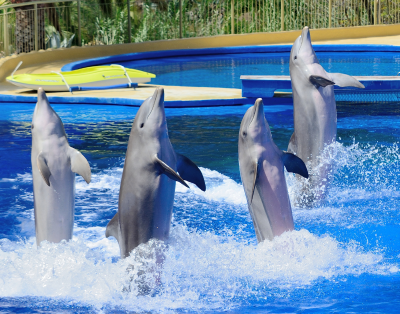 THE BEST DOLPHIN SHOW IN ASIA