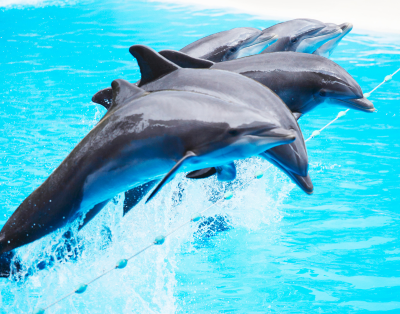 THE BEST DOLPHIN SHOW IN ASIA