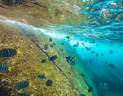 Similan Island 1 Day Trip