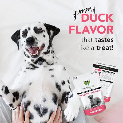 Vetri Probiotic Everyday Dog โพรไบโอติก สุนัข (45 chews)