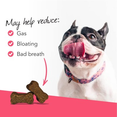 Vetri Probiotic Everyday Dog โพรไบโอติก สุนัข (45 chews)