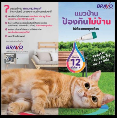 Bravecto Plus แมว 2.8 - 6.25 กก (1 หลอด/กล่อง) บราเวคโต้ พลัส แมว (สีเทา)