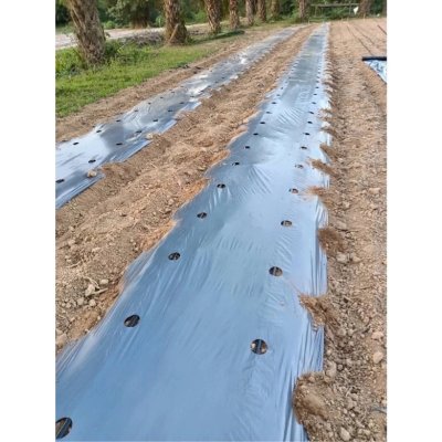 พลาสติกคลุมดิน ผ้าคลุมดิน (เจาะรู) ขนาด กว้าง 80 CM. 100 CM. 120 CM. x 400 หลา หนา 25 ไมครอน สีดำ