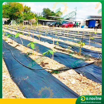 พลาสติกคลุมดิน ผ้าคลุมดิน (ไม่เจาะรู) กว้าง 80 , 100 , 120 cm ยาว 400 หลา หนา 25 ไมครอน สีดำ