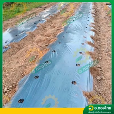 พลาสติกคลุมดิน ผ้าคลุมดิน (เจาะรู) ขนาด กว้าง 80 CM. 100 CM. 120 CM. x 400 หลา หนา 25 ไมครอน สีดำ