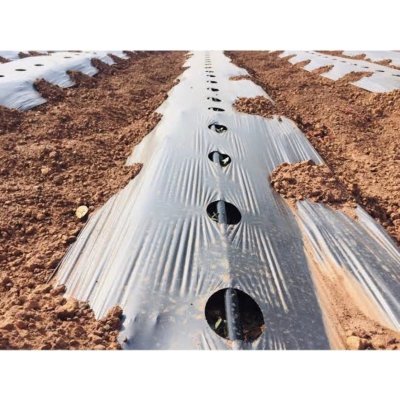 พลาสติกคลุมดิน ผ้าคลุมดิน (เจาะรู) ขนาด กว้าง 80 CM. 100 CM. 120 CM. x 400 หลา หนา 25 ไมครอน สีดำ