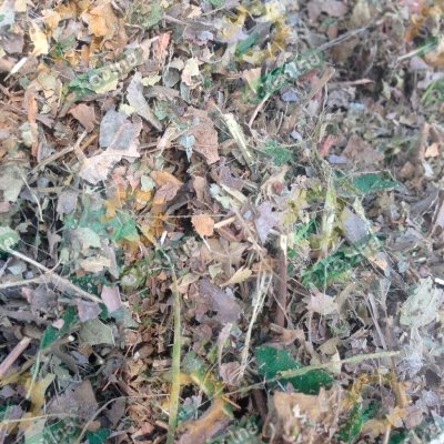 เครื่องย่อยกิ่งไม้และใบไม้ (พลังไทย)