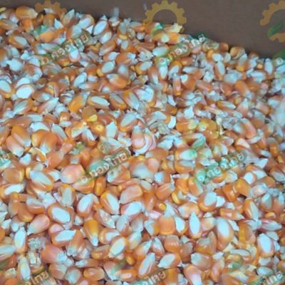 เครื่องสีเมล็ดข้าวโพด รุ่นกลาง (พลังไทย)