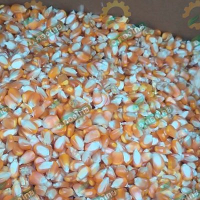 เครื่องสีเมล็ดข้าวโพด แบบมือหมุน (พลังไทย)