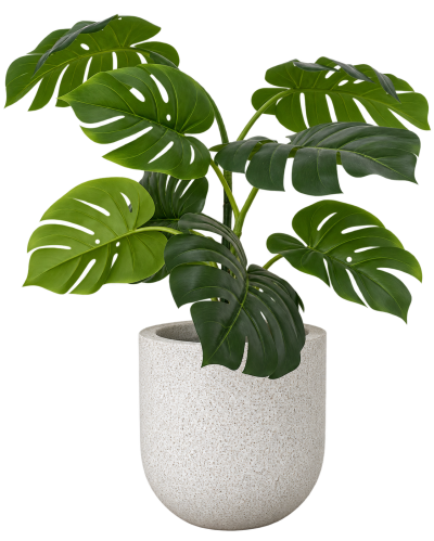 ต้นมอนสเตอร่า ปลอม (Monstera, Swiss Cheese Plant)