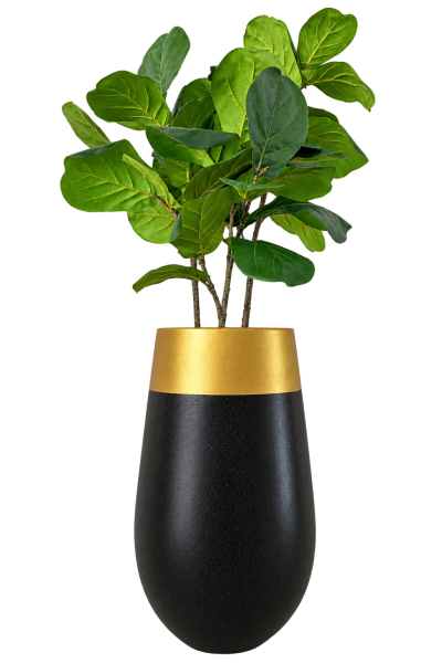 ต้นไทรใบสัก ปลอม Fiddle Fig