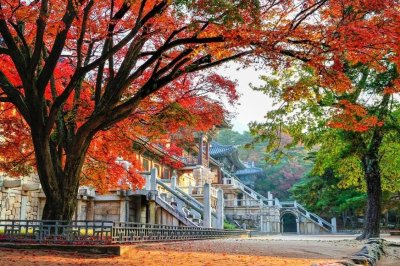Busan Autumn Tour ทัวร์ปูซาน ใบไม้เปลี่ยนสี พร้อมรถเช่า VIP