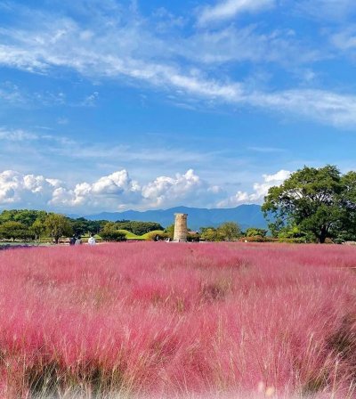 Gyeongju Autumn Tour ทัวร์คยองจู ใบไม้เปลี่ยนสี พร้อมรถเช่า VIP