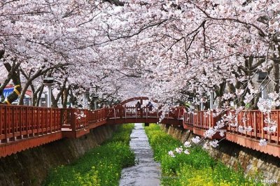 Jinhae Cherry Blossom ทัวร์ซากุระ ปูซาน-จินแฮ พร้อมรถเช่า VIP