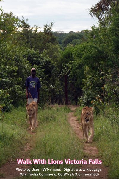Walk With Lions Victoria Falls