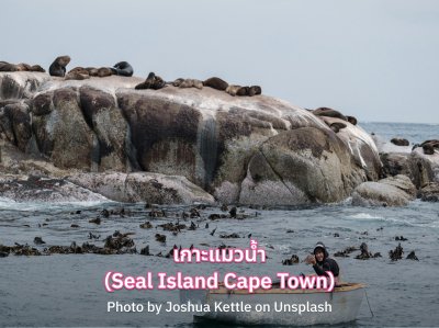 เกาะแมวน้ำ (Seal Island Cape Town)