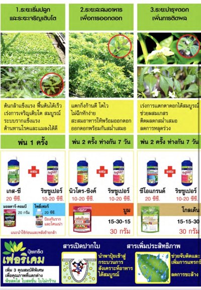 คู่มือดูแลและเพิ่มผลผลิต พริก
